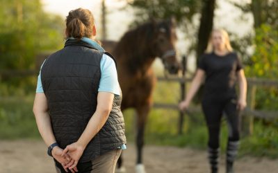 Trainingsbegleitung/ Anleitung für den Pferdebesitzer